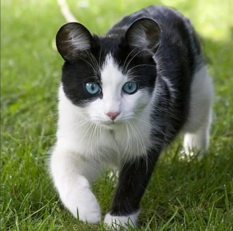 Порода кинкалоу. Манчкин кинкалоу кошка. Кот с круглыми ушами. Необычный кот. Кот с круглыми ушами.