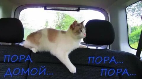 Утром сам не свой прибыл я домой