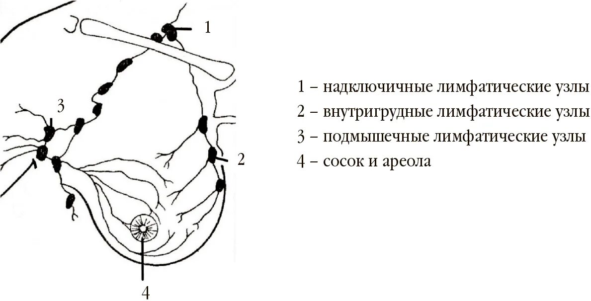 Лимфоузлы молочных желез норма. Лимфоузлы молочной железы расположение. Схема расположения надключичных лимфоузлов. Лимфатические узлы молочной железы норма. Подключичные лимфоузлы расположение схема.