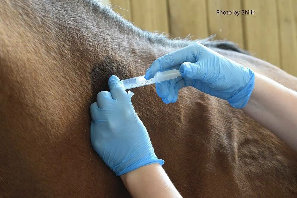 Вакцинация лошадей. Внутримышечная инъекция лошади. Подкожная вакцинация животных.