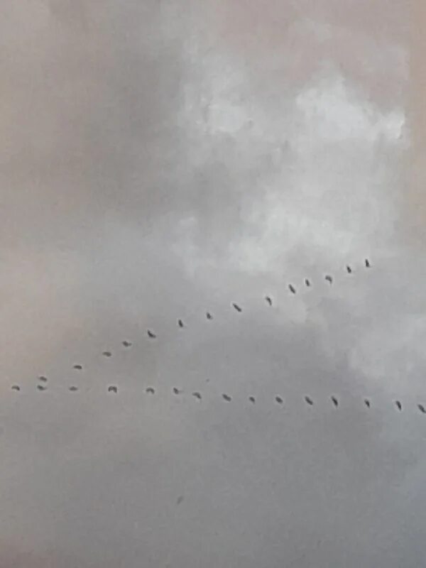 Птицы улетают. Птица которая курлыкает. Пословицы про журавля. Курлычущие журавли. Журавль курлычет или курлыкает.