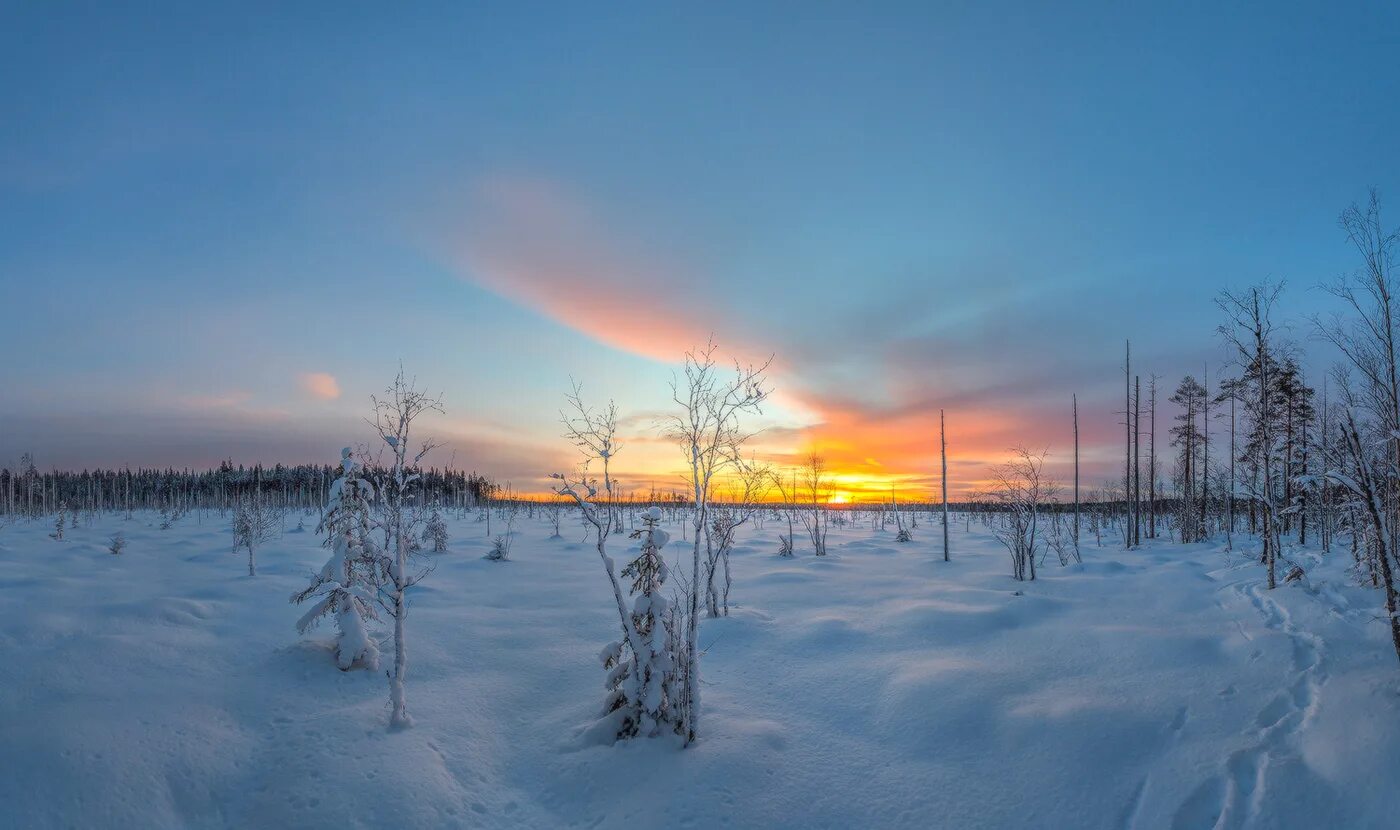 снежное болото. зимнее болото.