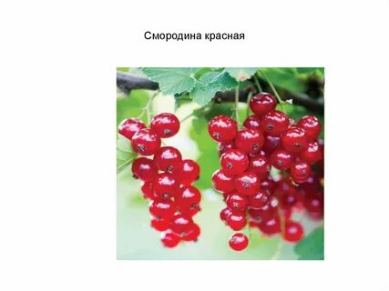 Систематика смородины красной