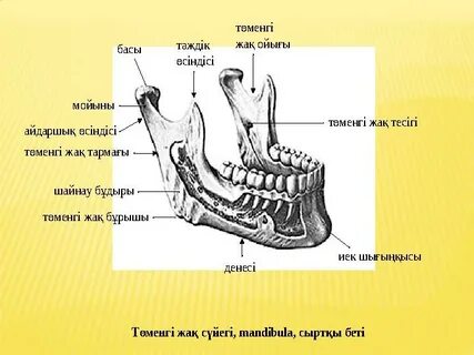 Төменгі жақтың суреті