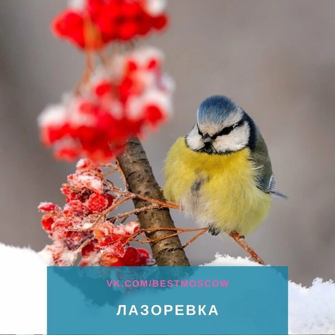 Отличного зимнего воскресного дня и хорошего настроения. Доброготзимнего денечка. Доброго зимнего дня. Доброго зимнего денечка. Доьрог 9имнего денечка.