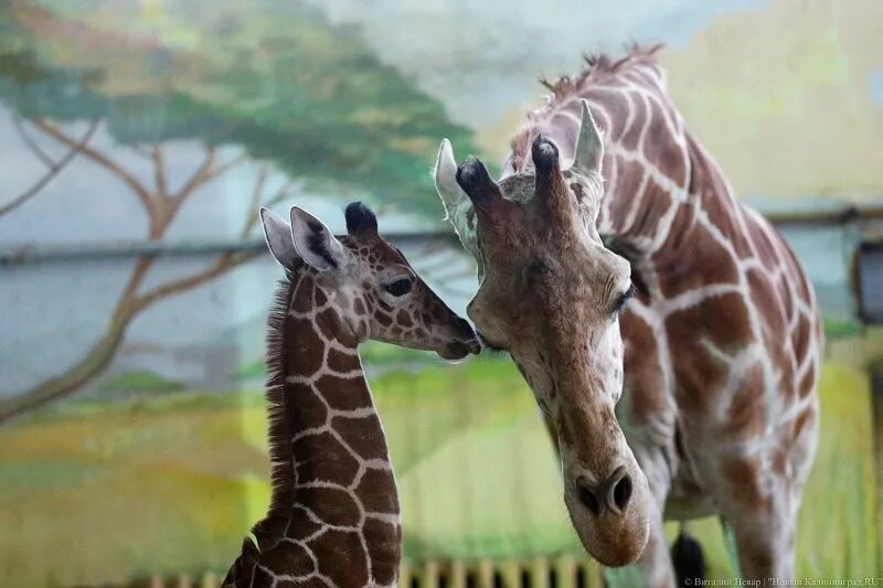 Сколько детенышей жирафа родилось за 2 года. Зоопарк Калининград. Калининградский зоопарк Жираф. Животные Калининградского зоопарка. Неуклюжий Жирафенок.