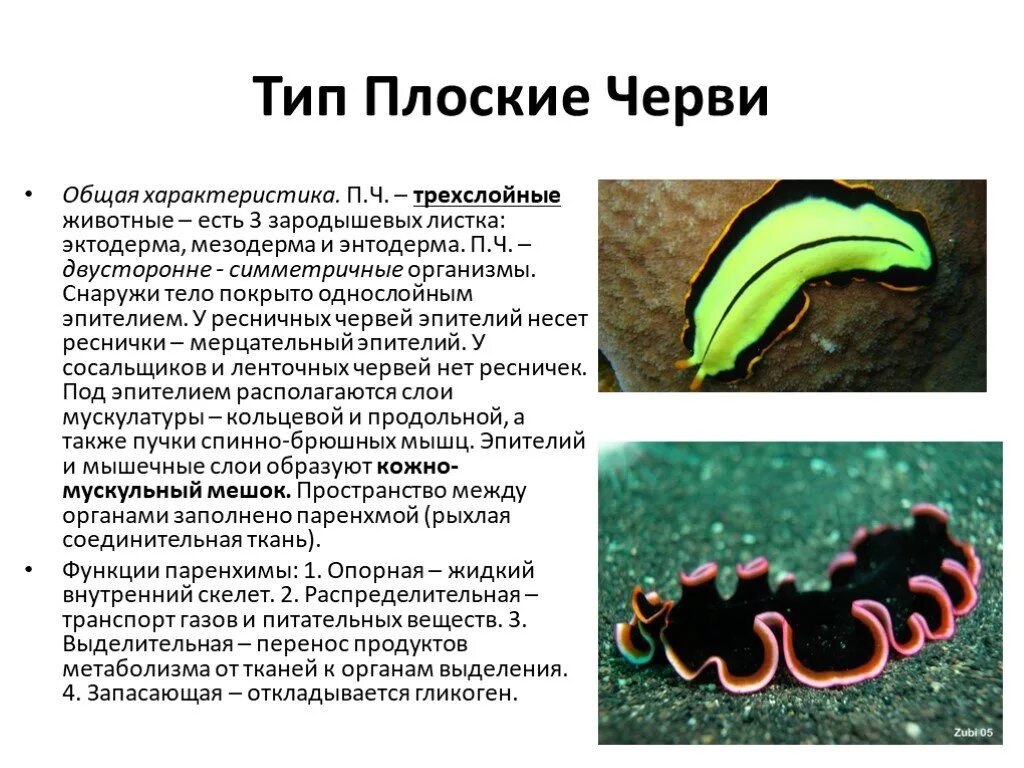 Плоские черви примеры названия. Общая характеристика червей Тип плоские черви Ресничные черви. Тип плоские черви 7 класс трехслойные животные. Тип плоские черви кратко 7. Тип плоские черви краткое содержание.