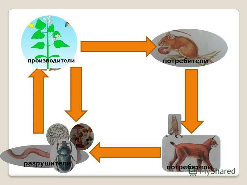 Круговорот веществ в природе потребители производители разрушители. Круговорот веществ 3 класс окружающий мир. Схема круговорота веществ 3 класс окружающий мир. Круговорот веществ производители потребители разрушители. Модель демонстрирующая круговорот веществ в природе.