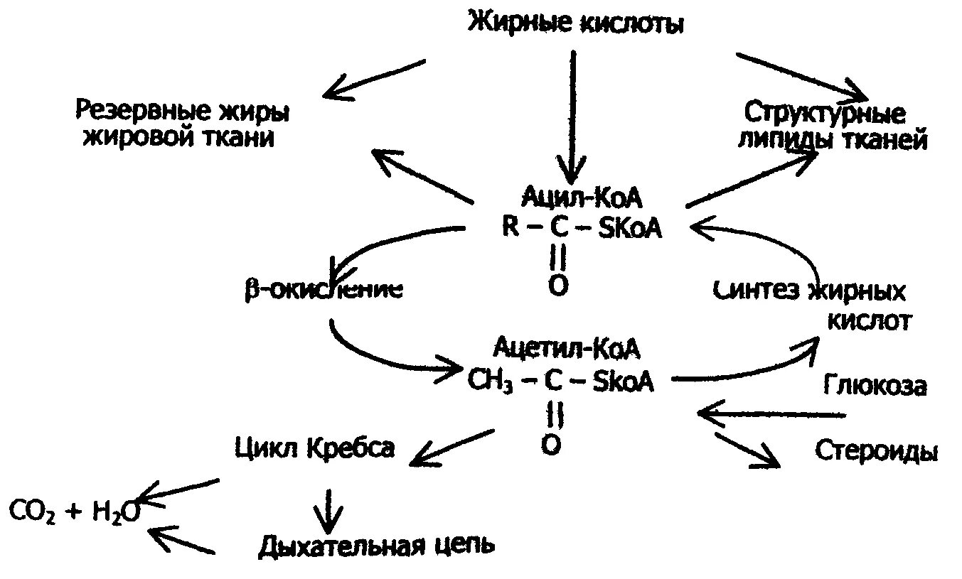 Синтез жиров в организме. Метаболизм высших жирных кислот биохимия. Обмен жирных кислот схема. Схема метаболического пути жирных кислот. Обмен жирных кислот Синтез биохимия.