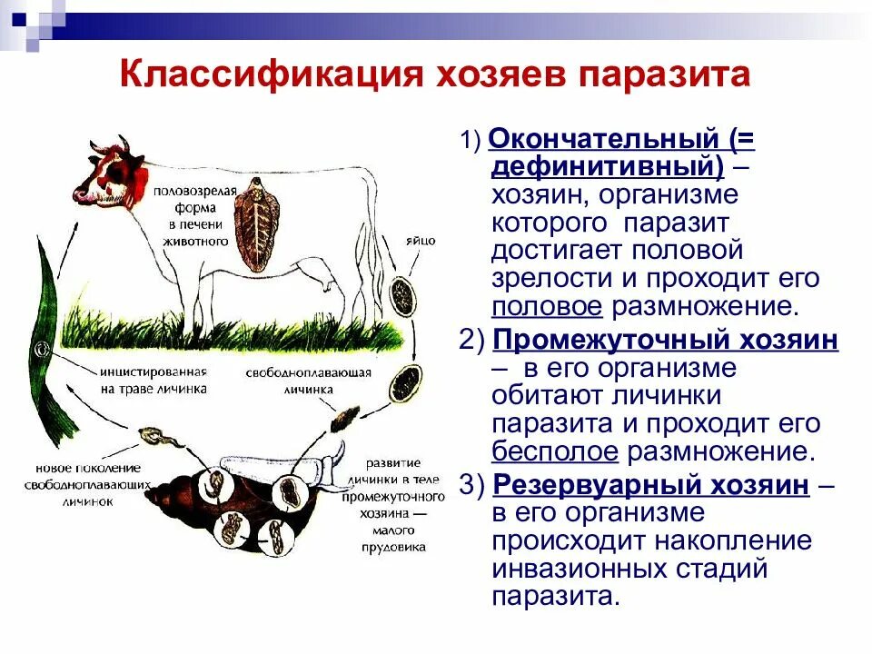 Какие паразиты называют хозяевами