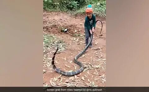 Покажи видео кобра