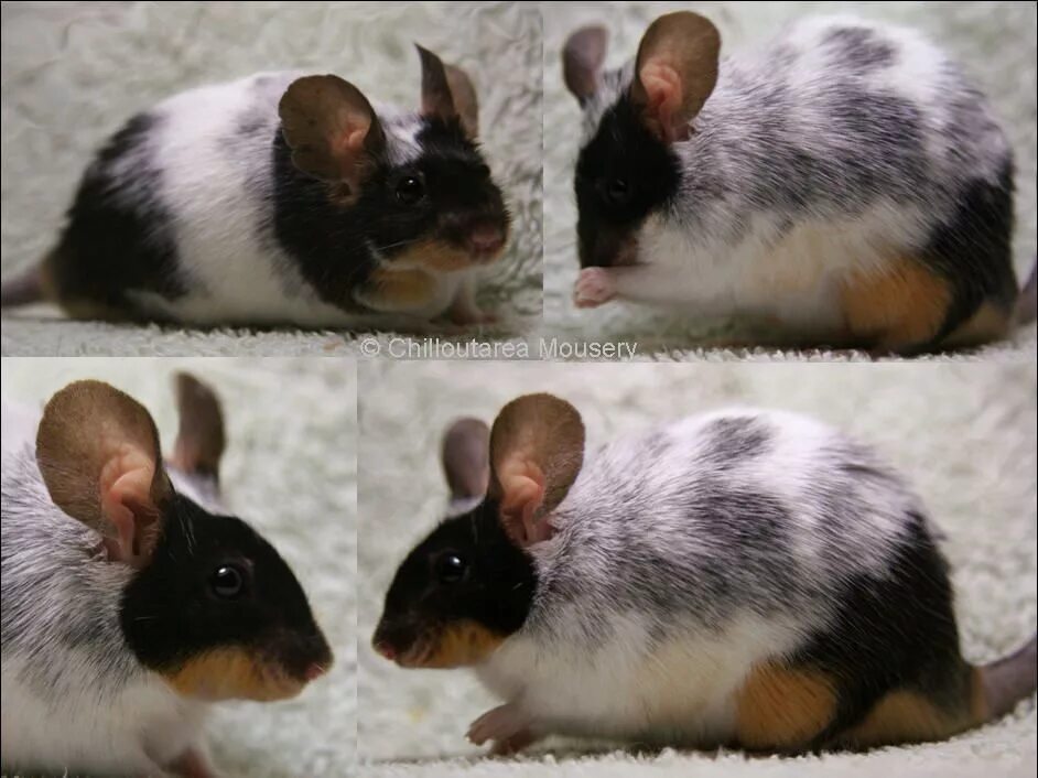 Show mice