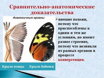 Аналогичные органы возникают в результате