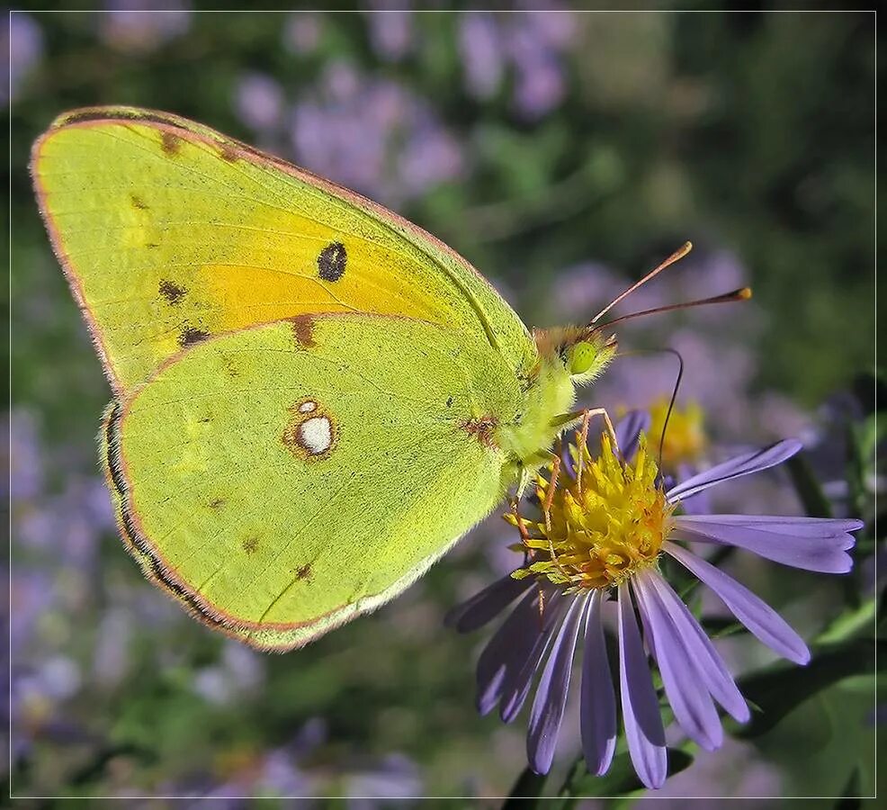 Крапивница желтушка. Бабочка желтушка Аврорина. Желтушка Аврорина COLIAS aurorina.