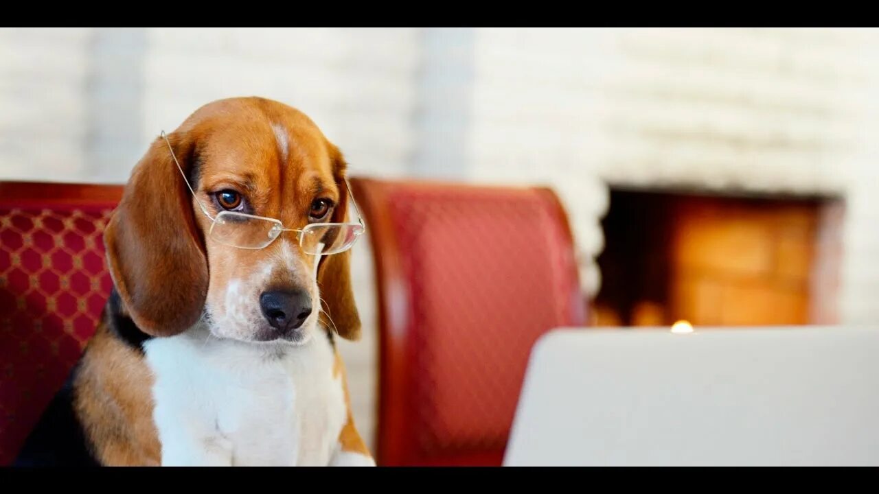 Dog intelligent. Добрые собаки. Собака учитель. Интеллект собак. Intelligent dogs.