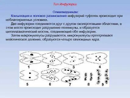 Конъюгация амебы