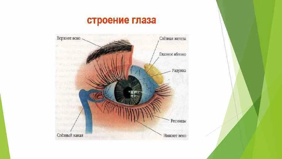 Край верхнего века. Строение глаза верхнее и нижнее веко. Верхнее и нижнее веко анатомия. Строение глаза нижнее веко.