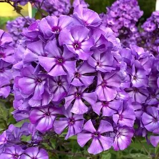 Флоксы анны калугиной