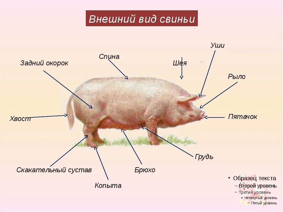 Строение тела свиньи анатомия. Строение свинки. Внешнее строение свиньи. Строение поросенка. Названия частей свиньи