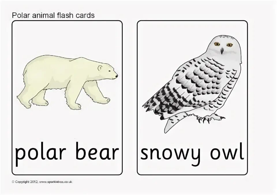 Bear транскрипция английский. Polar animals Flashcards. Desert animals Flashcards. Arctic animals for Kids. Arctic animals Flashcards for Kids.
