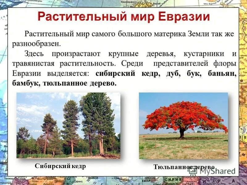 В евразии выделяют. Растительность Евразии. Растительный мир деревья. Деревья Евразии.