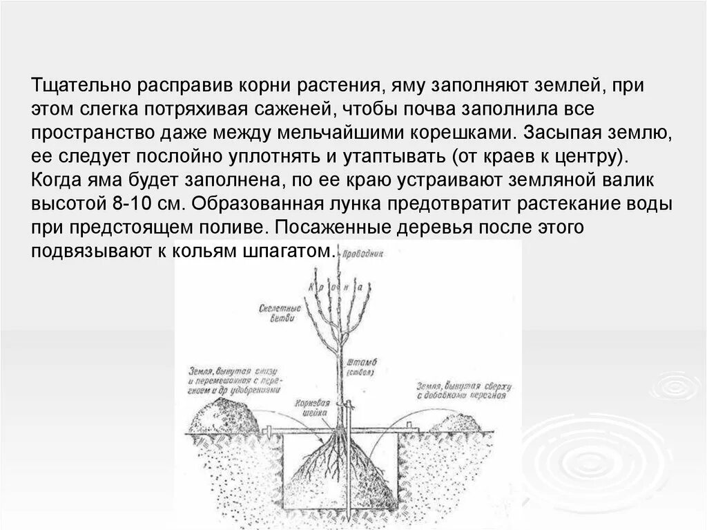 Размножение плодовых и ягодных растений. Тугуд размножение растений. Корни плодово ягодных. Размножение растений участком корня. Наличие воды для размножения