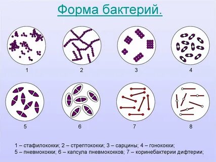 Перечислите формы бактерий