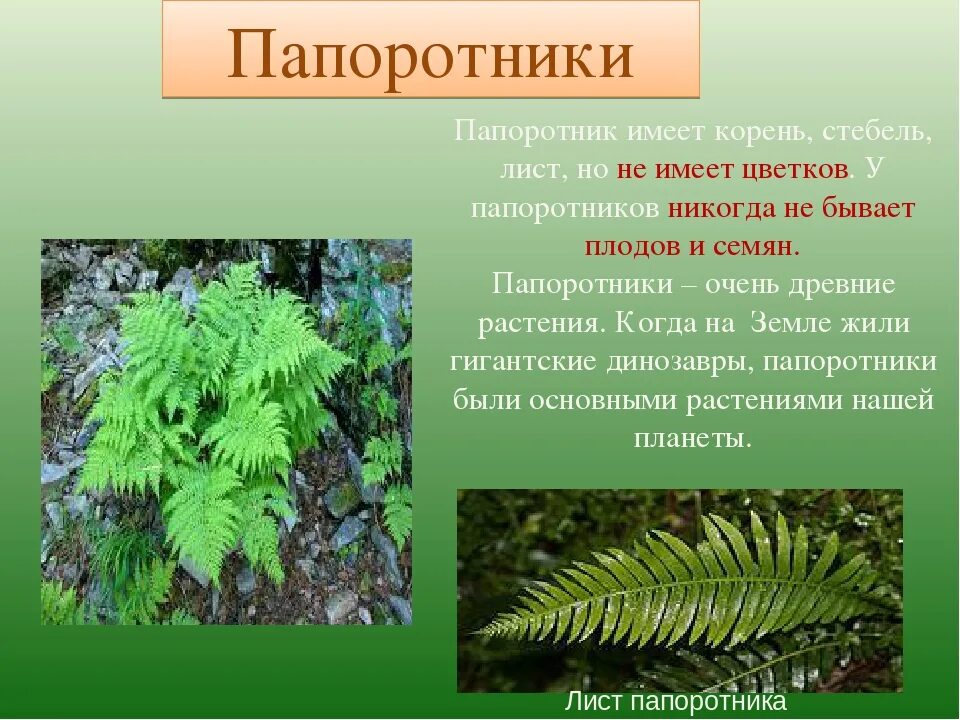 Корни есть листьев нет. Папоротник орляк семена. Папоротник Щитовник листья. Папоротник Щитовник корневище. Папоротник комнатный орляк.