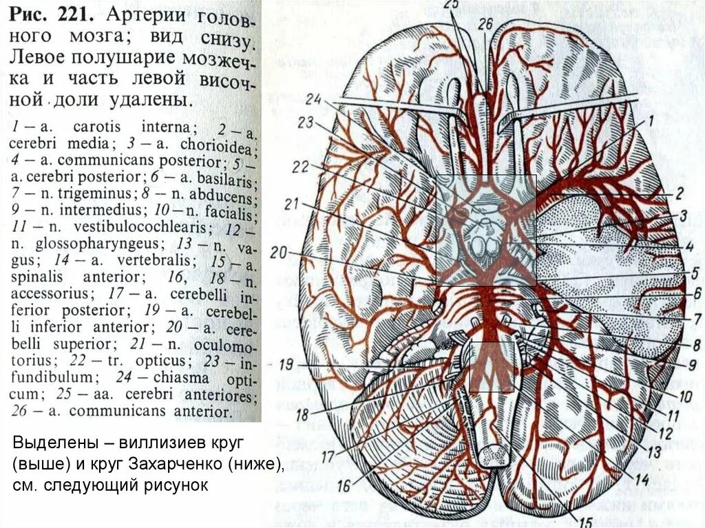 Виллизиев круг сосуды. Артерии головного мозга артериальный круг головного мозга. Анатомия сосудов Виллизиева круга и круга Захарченко. Кровоснабжение головного мозга, артериальный круг большого мозга. Виллизиев круг в головном мозге.