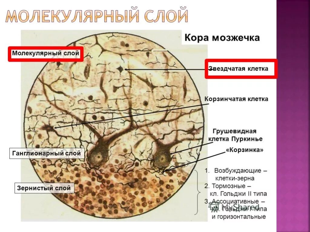 Ткань мозжечка. Мозжечок гистология препарат. Клетки Пуркинье в мозжечке гистология. Цитоархитектоника коры мозжечка гистология.