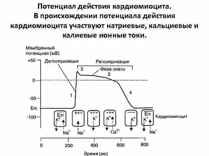 Распространение пд. Механизм потенциала действия атипичных кардиомиоцитов. Фазы потенциала действия типичного кардиомиоцита. Фазы потенциала действия рабочего кардиомиоцита. Потенциал действия рабочих кардиомиоцитов. Фазы, ионные механизмы..