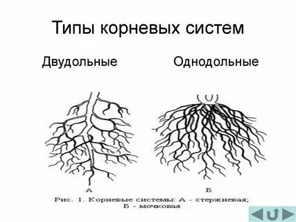 Корневая система характерна для двудольных