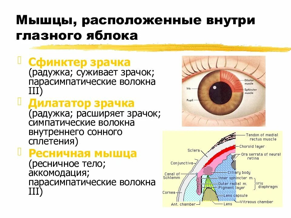 Изменение радужной оболочки глаз. Мышца расширяющая зрачок иннервация. радужная оболочка глаза иннервация. мышцы радужной оболочки. дилататор и сфинктер зрачка.