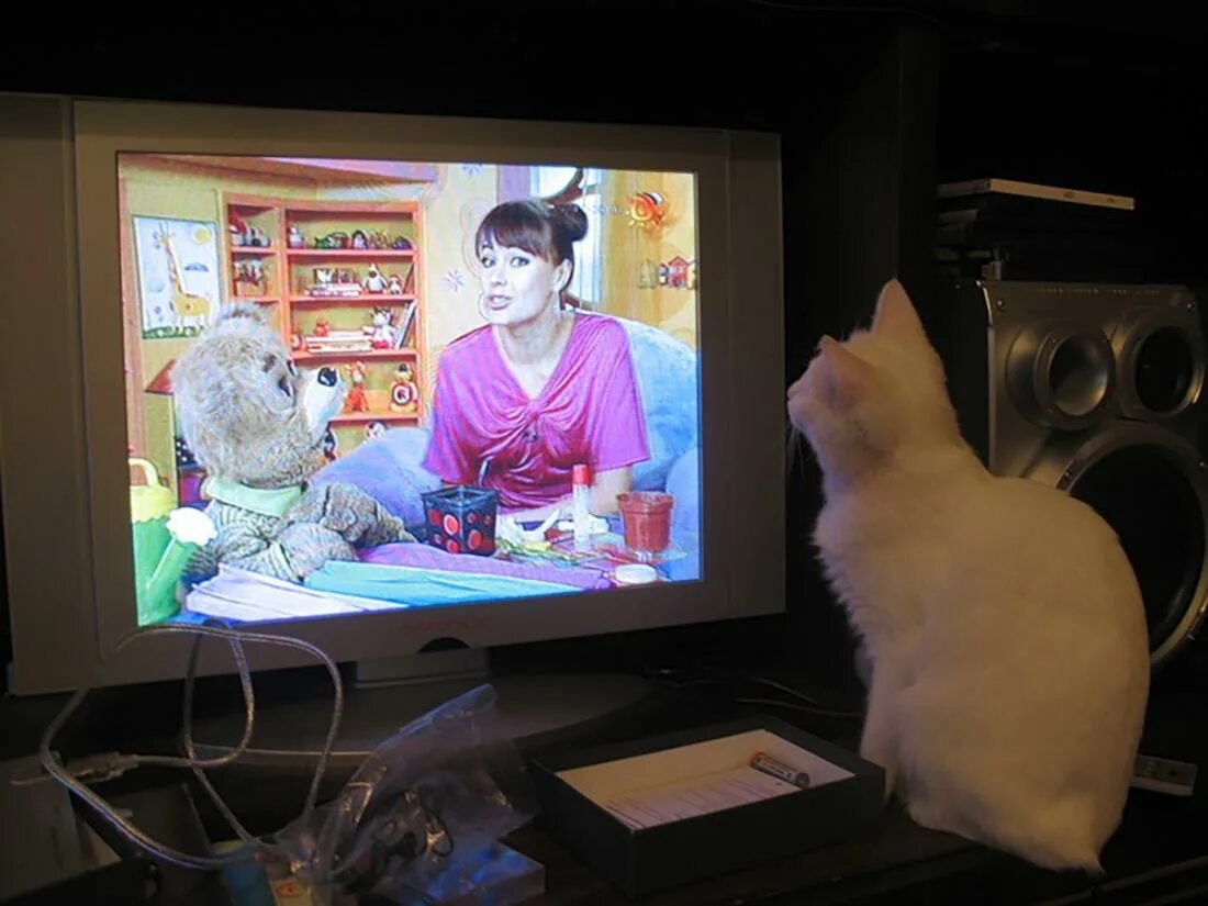 Прикольный телевизор. Кот и телевизор. Котик и телевизор. Смешные коты телевизор.