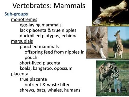 But mammals