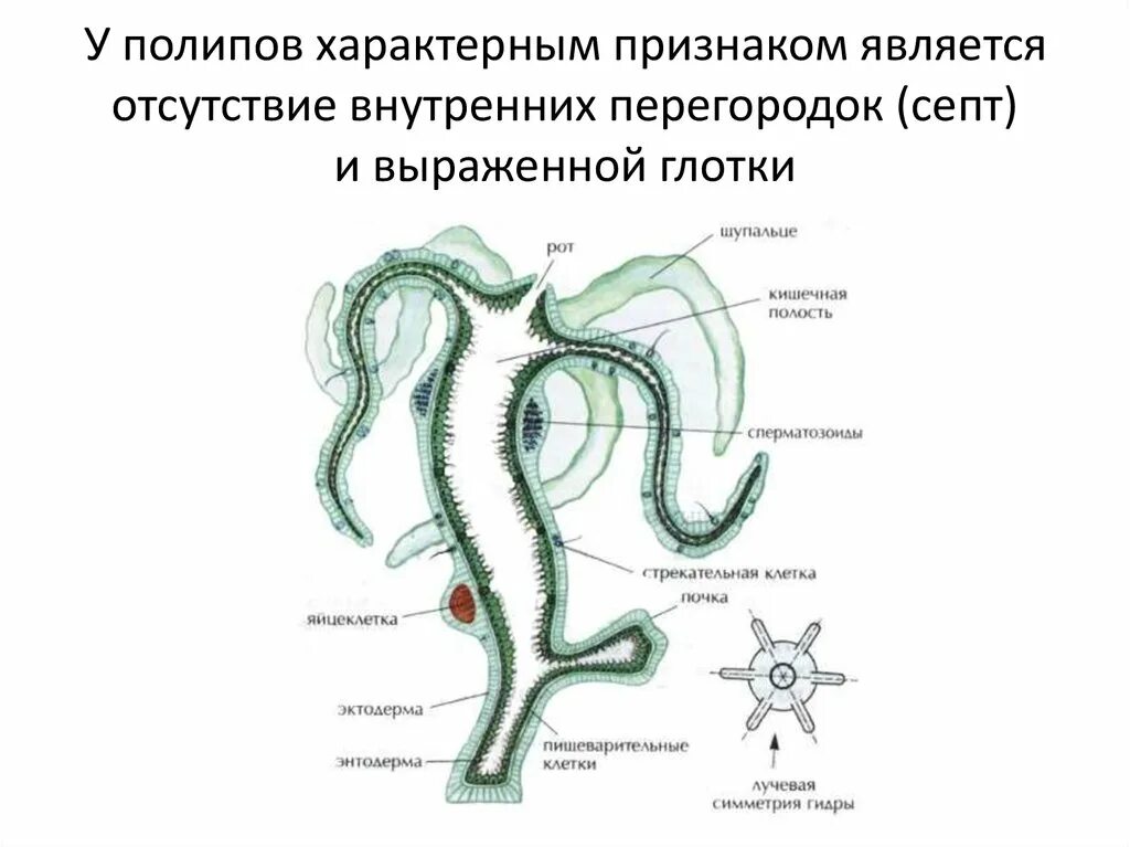Для кишечнополостных характерна система органов. Для кишечнополостных характерна система органов