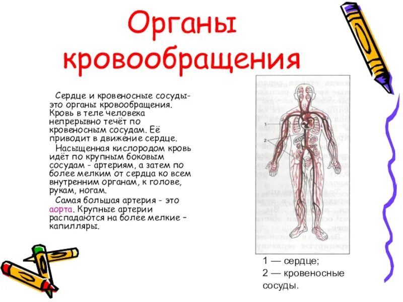 Органы кровообращения. Сердце орган кровообращения. Сердце и кровеносные сосуды это органы. Органы кровообращения презентация. Основные органы кровообращения