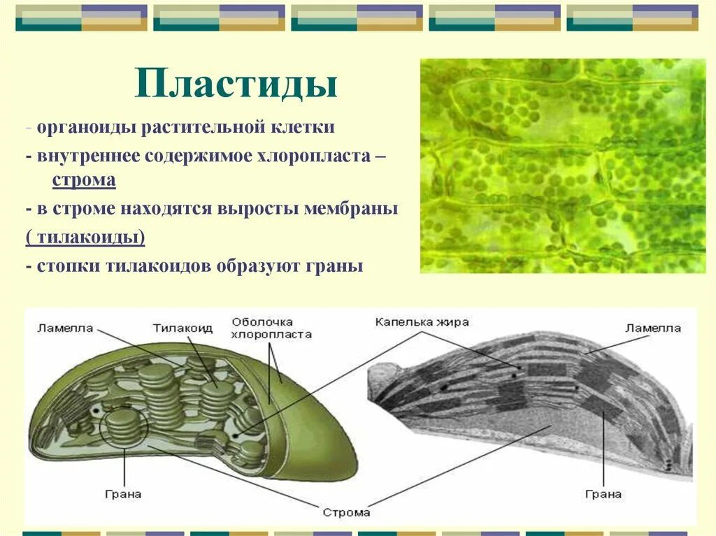 Есть ли хлоропласты