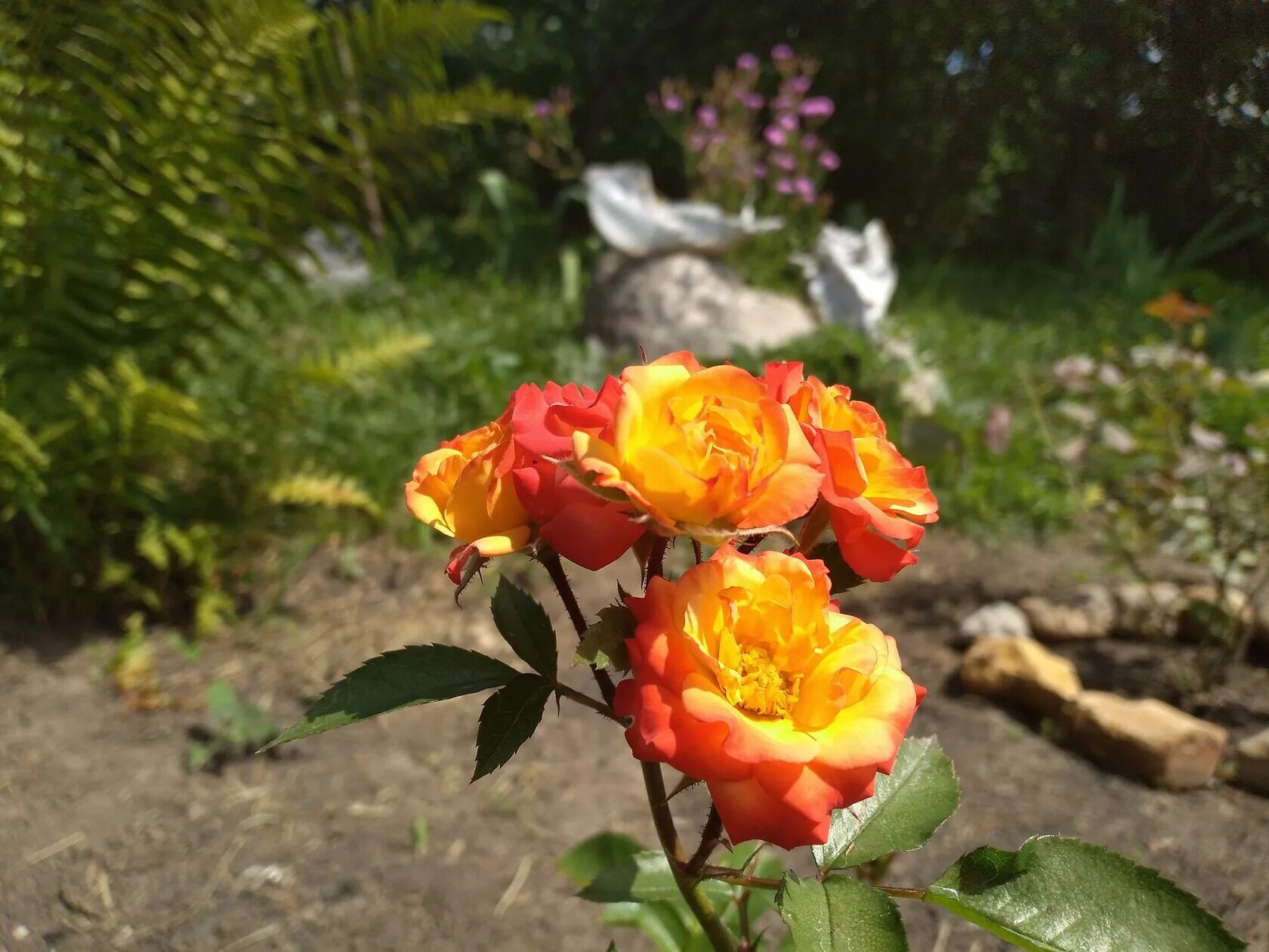 Тайфун taifun роза. Спрей тайфун. Роза бордюрная тайфун. Роза флорибунда тайфун. Спрей тайфун.