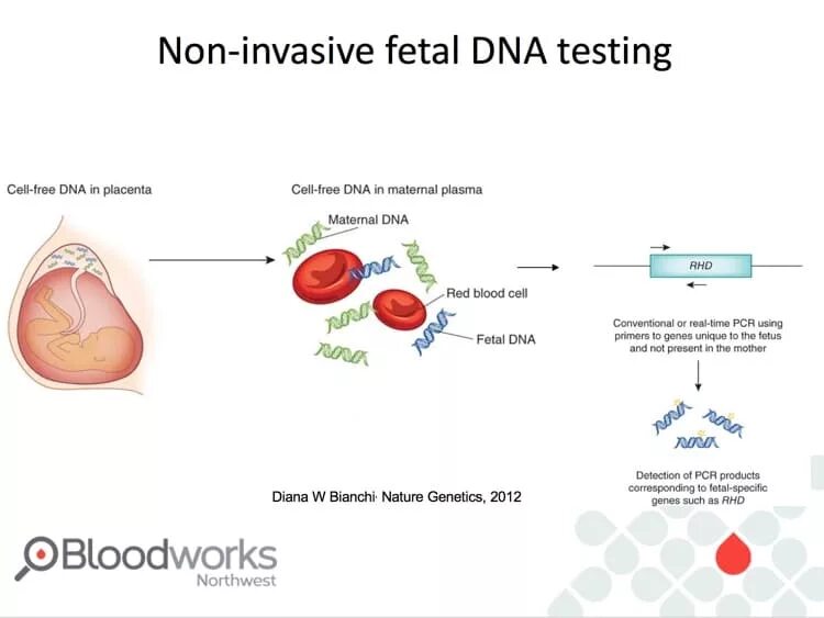 Дали днк тест. Фетальная ДНК. DNA тест. Анализ фетальной ДНК. Фетальная ДНК В крови матери.