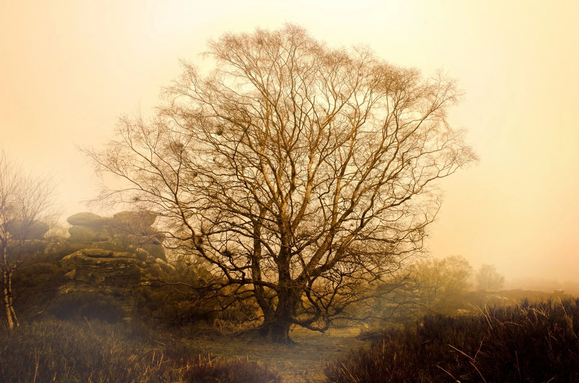 Ветвь туманного дерева. Пейзаж сепия. Деревья в тумане. Картина деревья в тумане. Фон деревья в тумане.