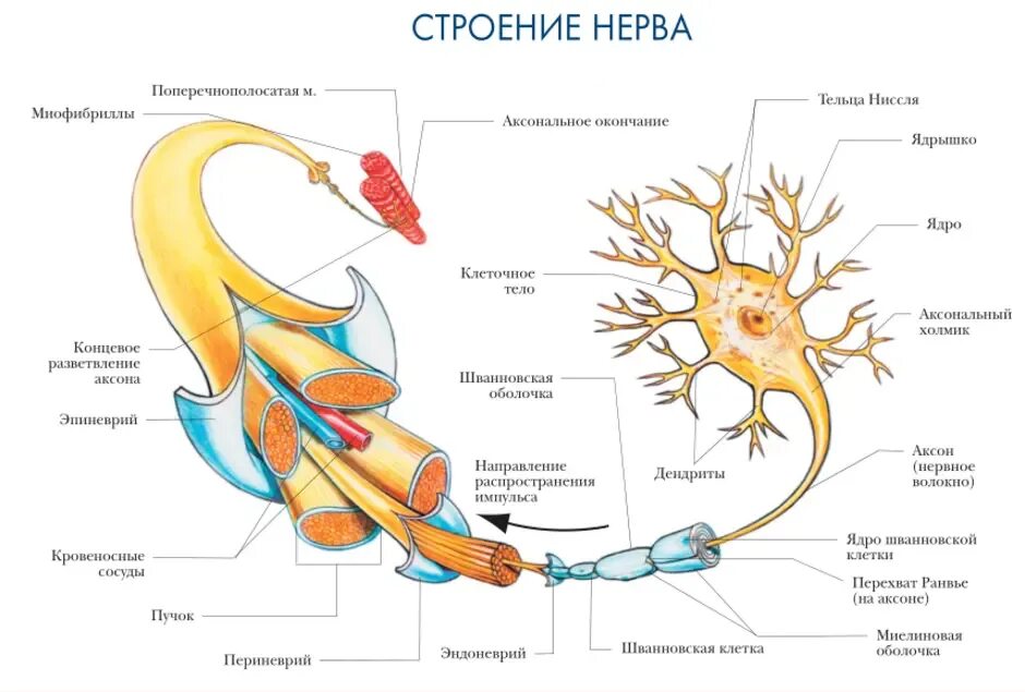 Термин нерв. Анатомическое строение нервов. строение нерва человека анатомия. строение периферического нерва. волокна нерва анатомия строение.