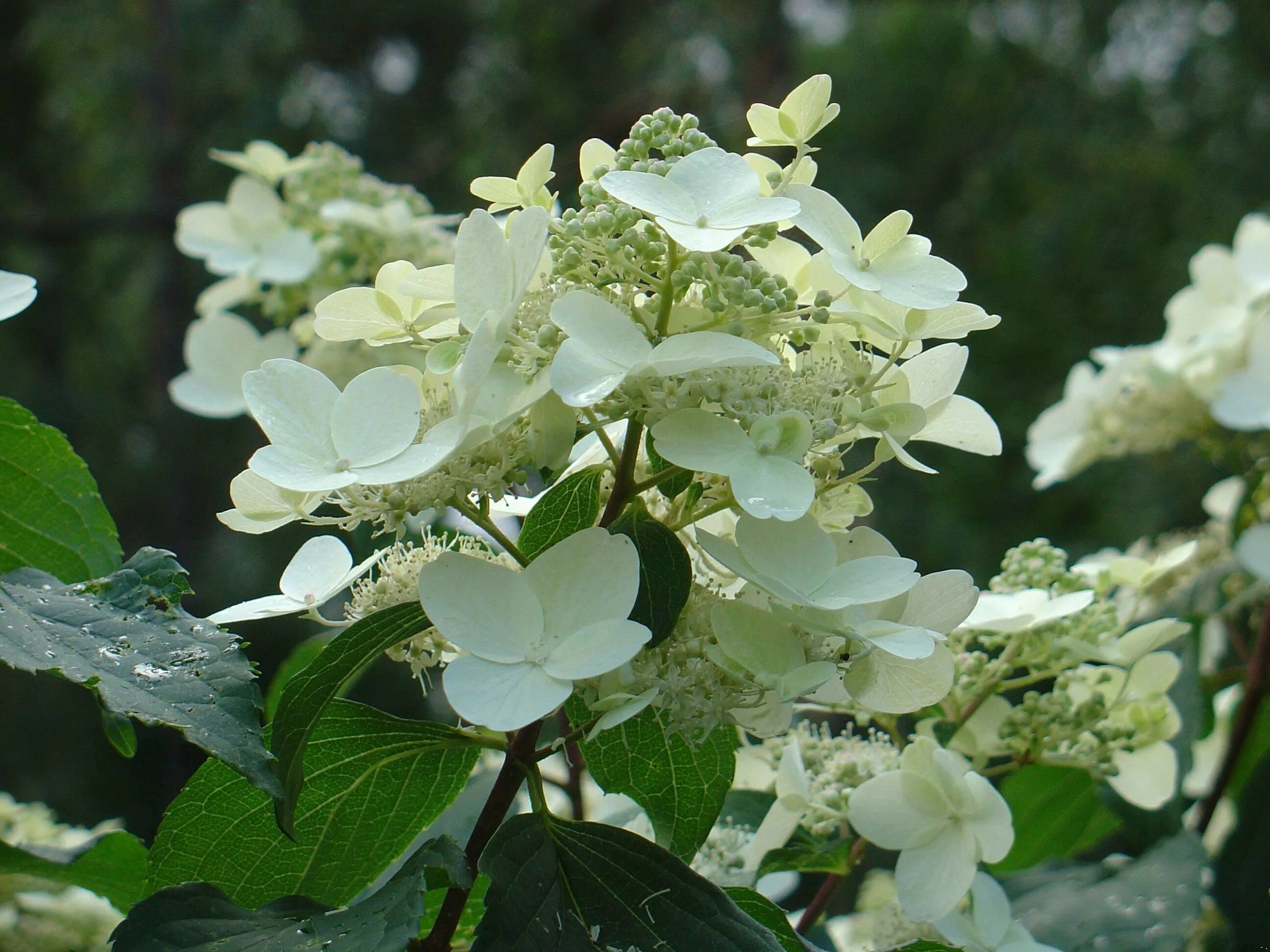 Hydrangea paniculata 'Quickfire' Beautiful hydrangeas, Lawn and garden, Flower g