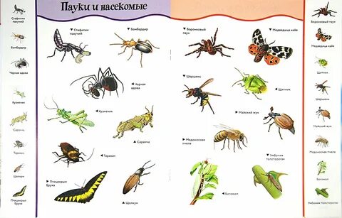 Насекомые и их названия