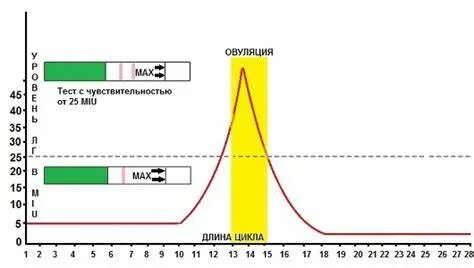 Нерегулярный цикл что делать