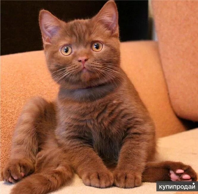 Британский кот циннамон. Британские котята циннамон. Британский кот окрас циннамон. Шотландская кошка страйт циннамон. Британская кошка циннамон.
