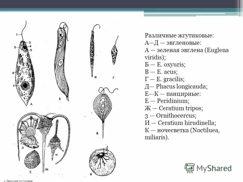 Эвглена зеленая какое царство. Светочувствительный глазок у зелёной эвглены. Систематические таксоны эвглены зеленой. Систематические таксоны эвглены зеленой. Органоиды питания эвглены зеленой.