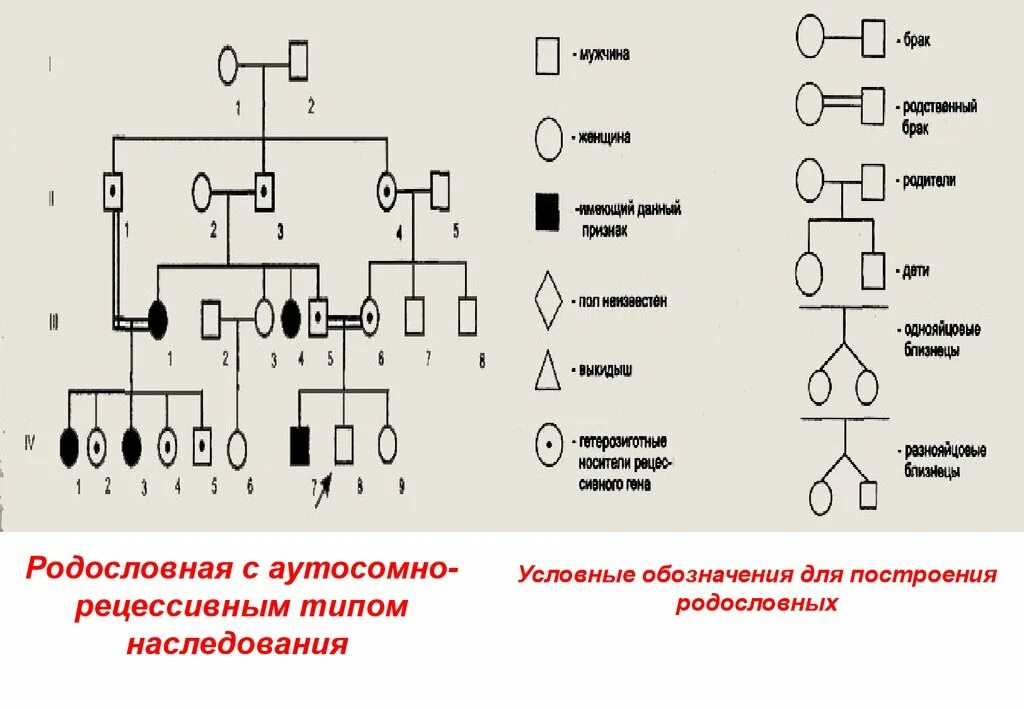 Условные обозначения в генеалогическом древе