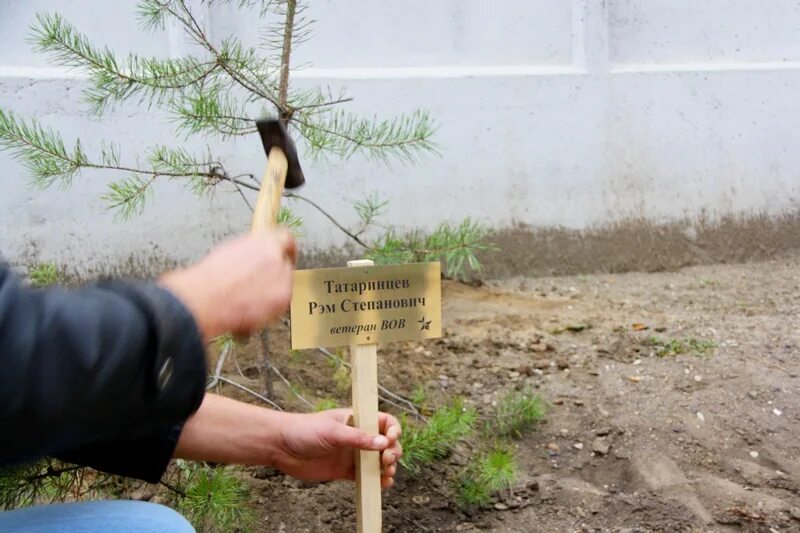 Табличка для посадки дерева. Именная табличка на саженец дерева. Таблички для саженцев деревьев. Вывеска для высадки деревьев. Не посаженные деревья как пишется