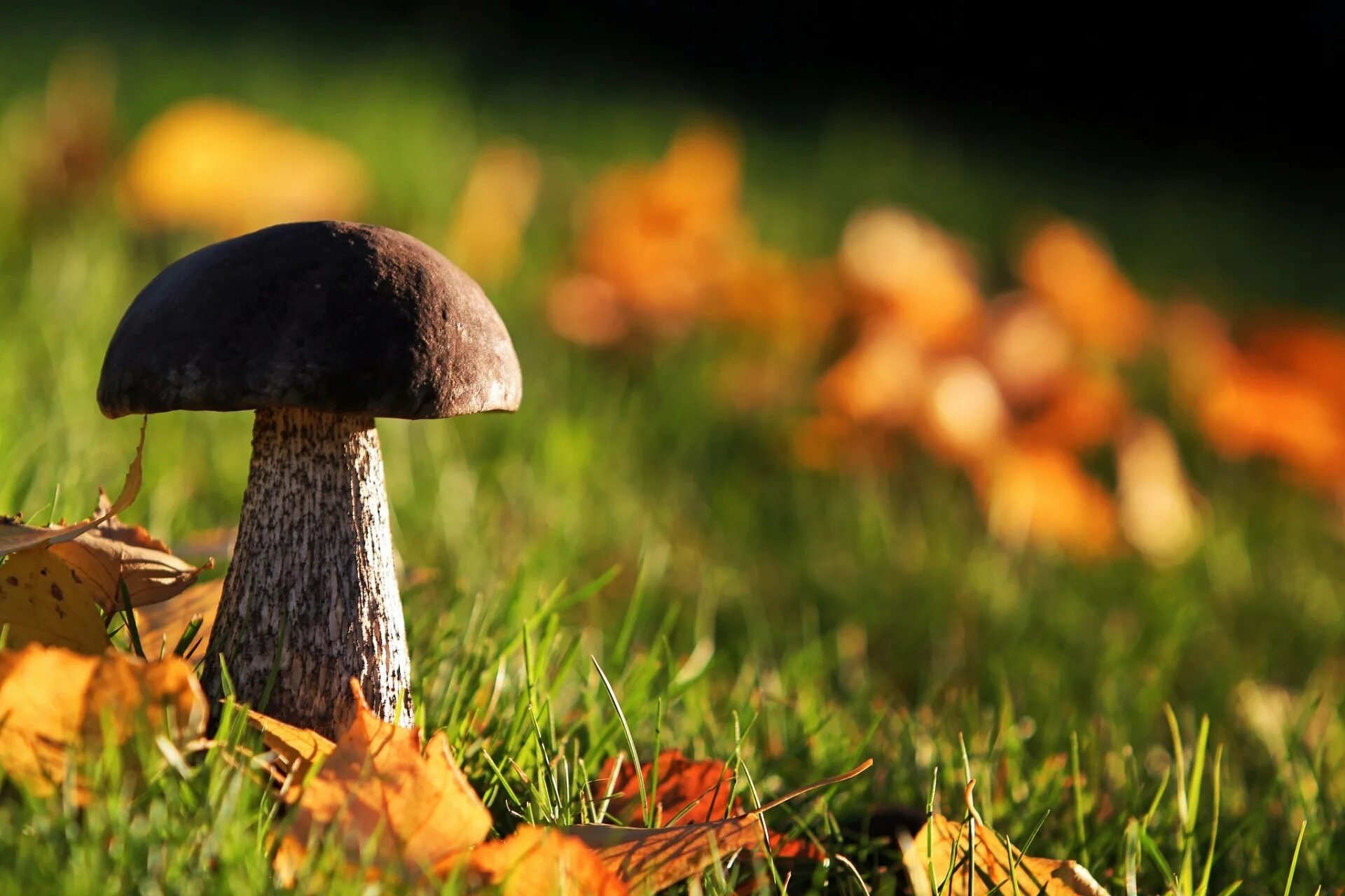 Грибы осенью. Грибы в лесу. Осенние грибы картинки. Осень лес грибы. Ой грибочки